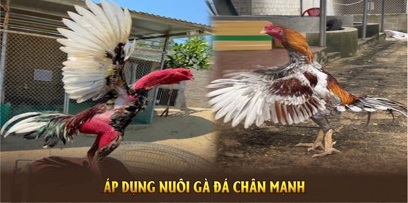 Áp dụng nuôi gà đá chân mạnh để tăng sức bền và lực cho đòn đá