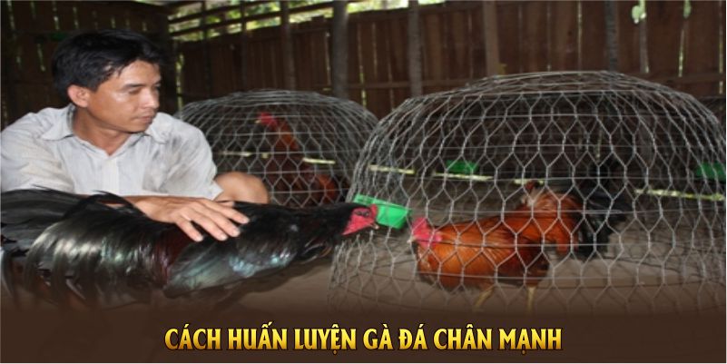 Cách huấn luyện gà đá chân mạnh từ cao thủ