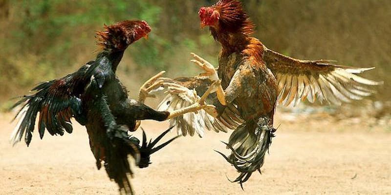 Điểm danh những loại hình thi đấu đá gà 33Win phổ biến nhất hiện nay