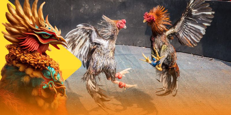 Cược đá gà trực tuyến nhận khuyến mãi khủng