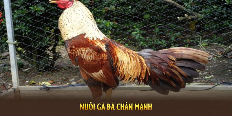 nuoi-ga-da