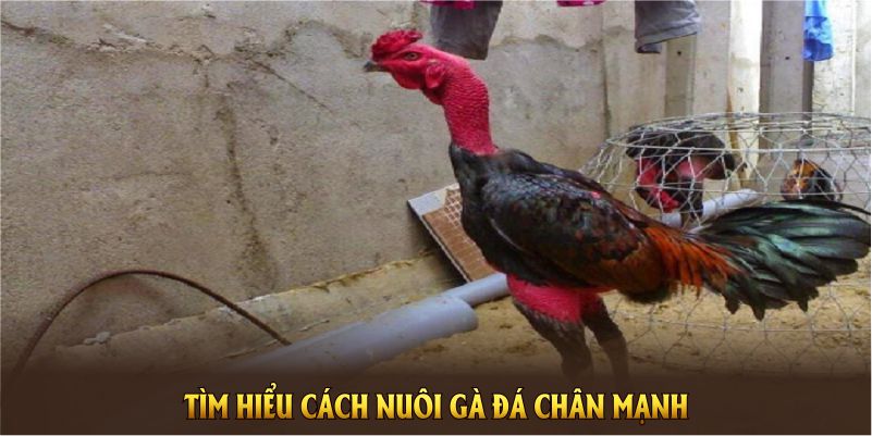 Tìm hiểu cách nuôi gà đá chân mạnh tiêu chuẩn mới