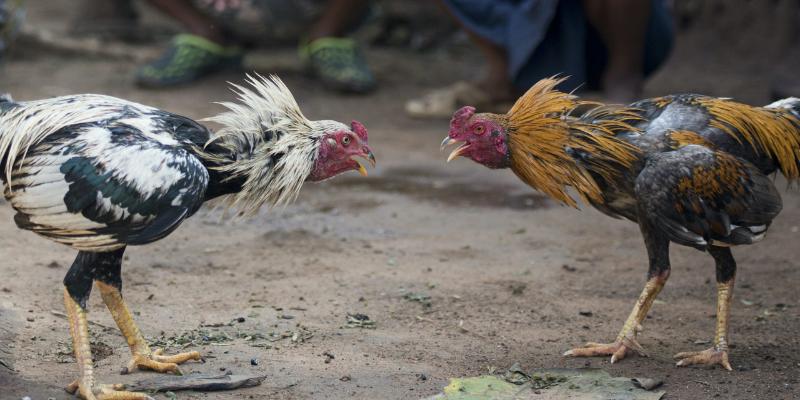 nam-ro-chien-thuat-giup-tham-gia-da-ga-luon-de-dang